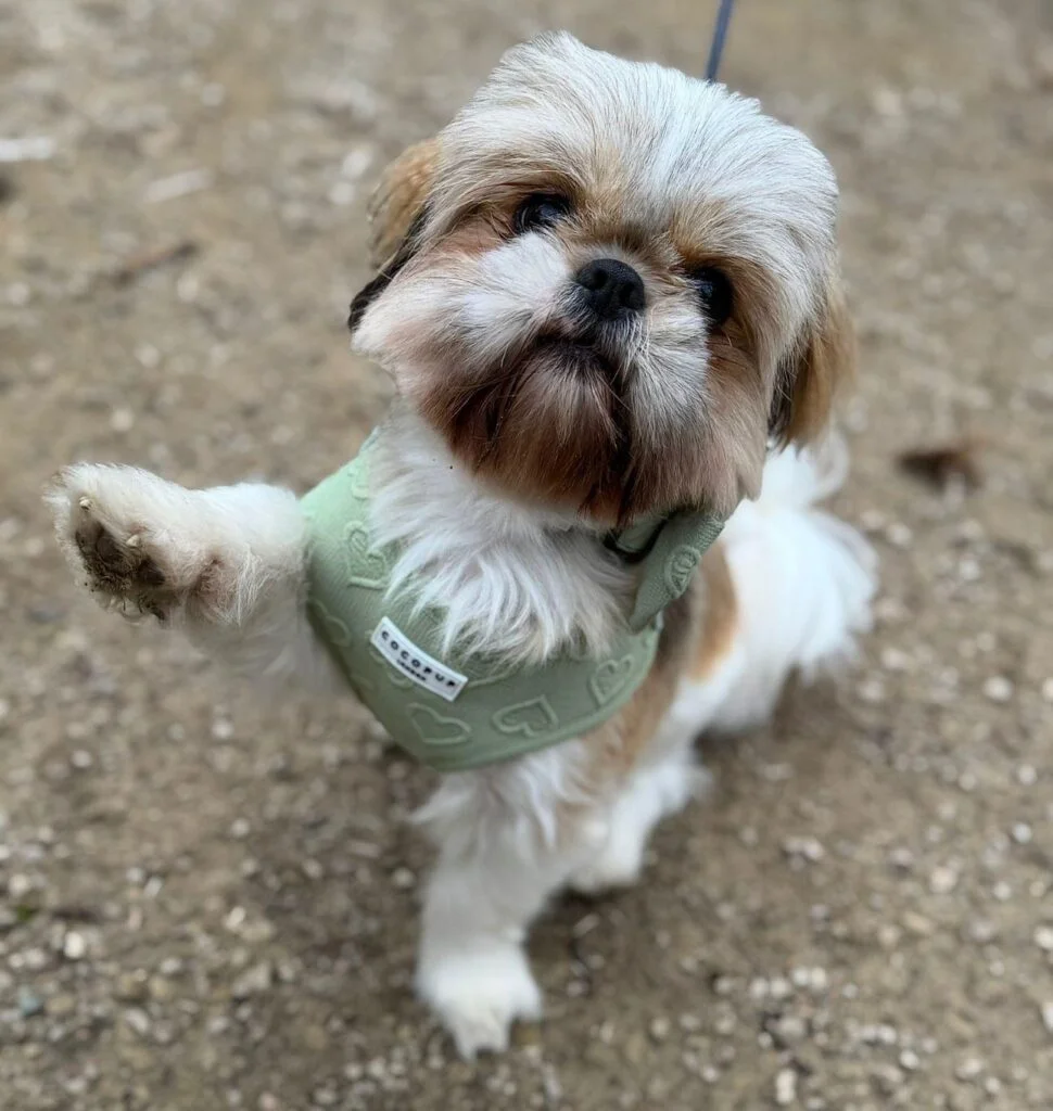 Daily Dog Walk Streaks