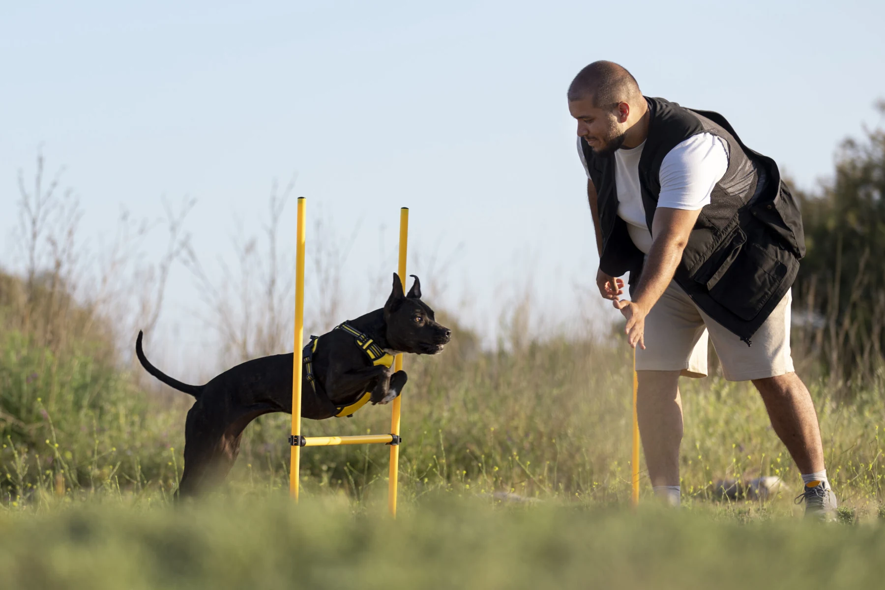 Dog trainer guiding a dog through an outdoor training session
