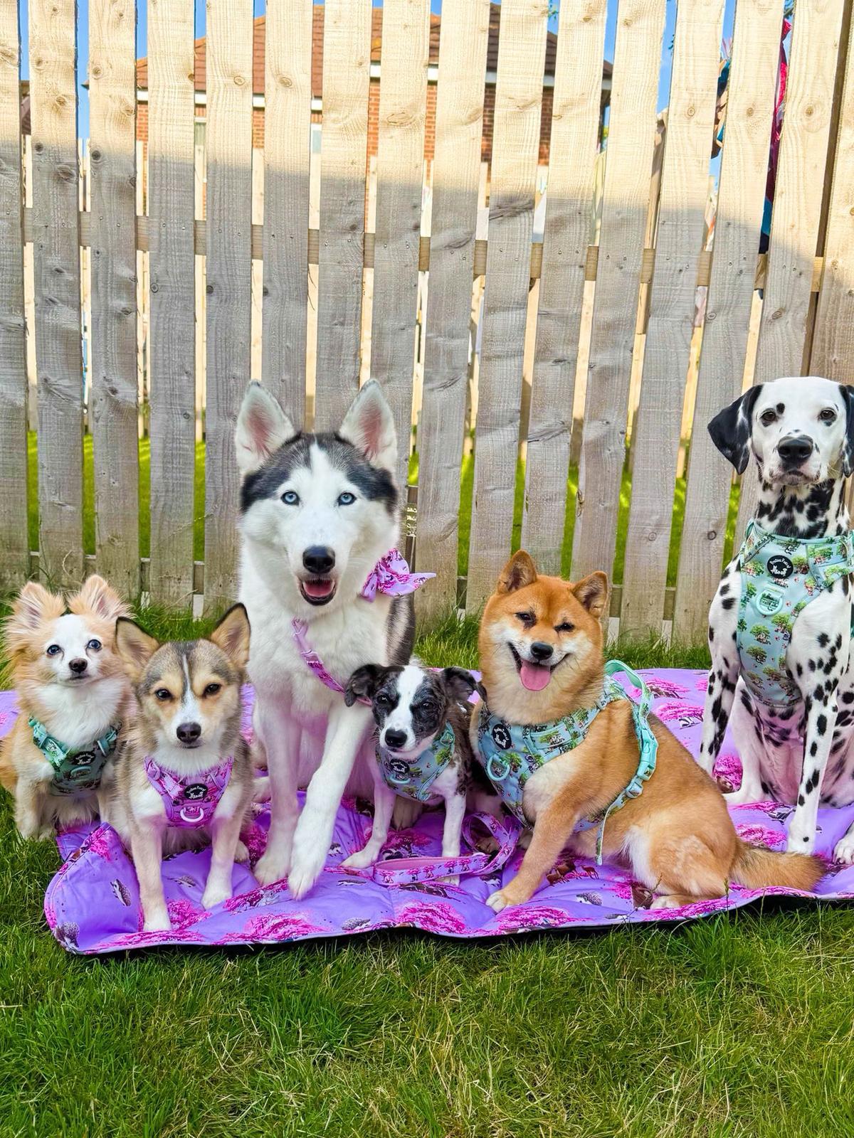 Smart Breed Match