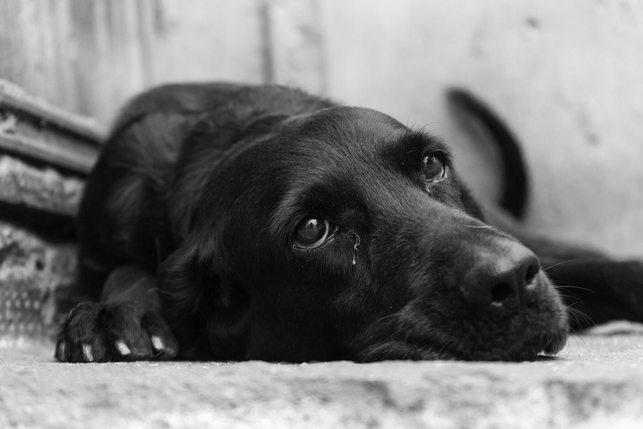 Dog waiting for the right home