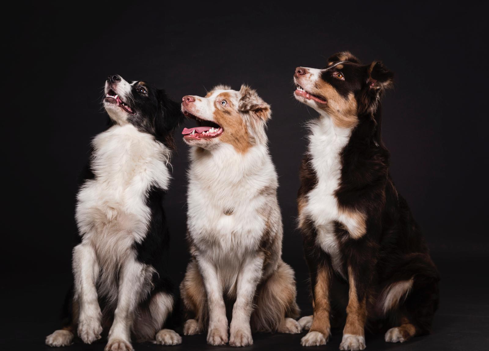 Dogs suited to different families and lifestyles